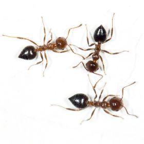 American Rat Control Inc.® Ants Pest Control Los Angeles