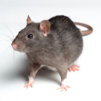 Rat Control Services for Your Home in Beverly Hills