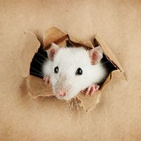 Rat Exterminator Rat Proofing