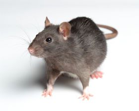 American Rat Control Inc.® Rodents Pest Control Los Angeles